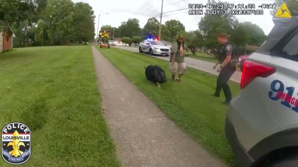 Louisville cops respo<em></em>nding to a cop a<em></em>bout a runaway pet pig on June 29
