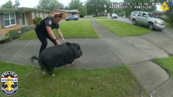 Officers tried to use a hobble as a leash to apprehended the porcine fugitive, but Mr. Baco<em></em>nBits escaped the long arm of the law. 