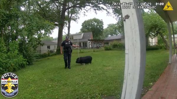 After much hilarity, the hog was cornered in a backyard and taken into custody. 