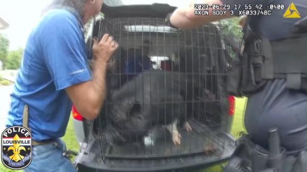 Mr. BaconBit's owners brought a large dog crate and safely took him home. 