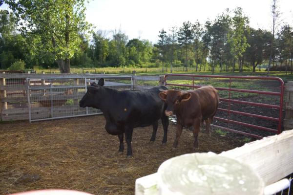 The two cows at the center of the larceny case were sold and slaughtered, the defense found.