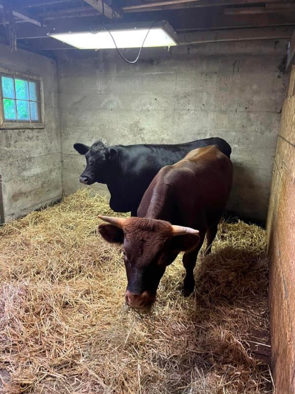The cows were sold shortly after Gregson got them back, the prosecutors admitted.