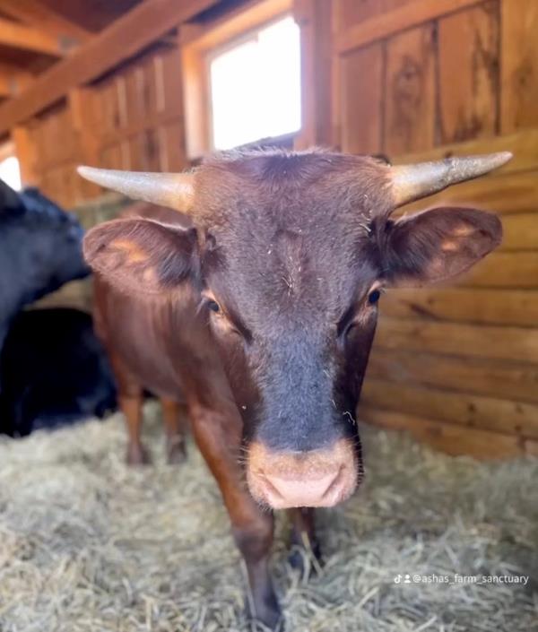 The dramatic case kicked off in July 2022, when the cows wandered o<em></em>nto Murphy's land.