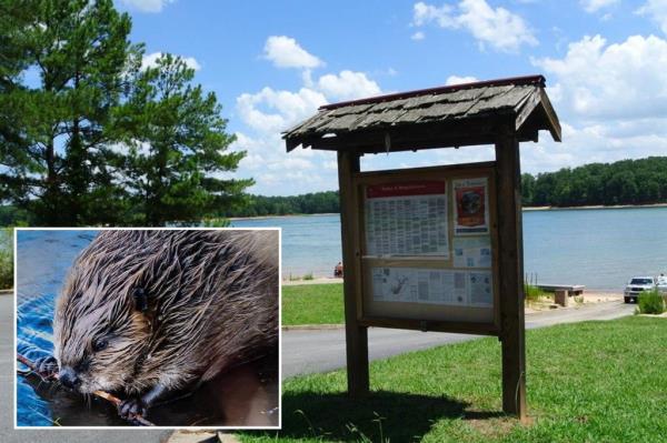 The girl was attacked by the beaver while swimming in Lake Lanier.