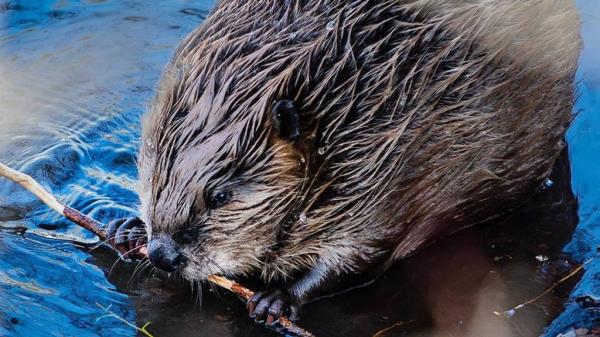 The beaver was around 50-55 pounds.