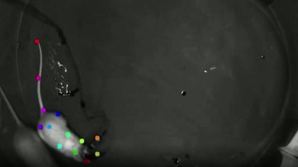Rats on LSD and ketamine are helping researchers unlock the secrets of consciousness