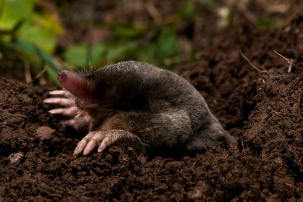 Talpa europaea, the o<em></em>nly mole found in Britain