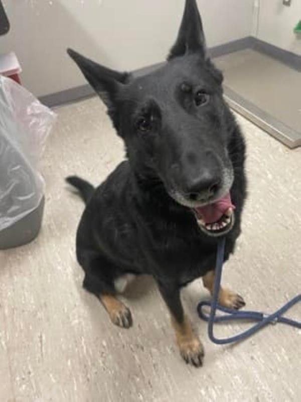 Tamarack had been separated from his former handler for weeks after the ex-cop resigned from the City of Mason police force last month.