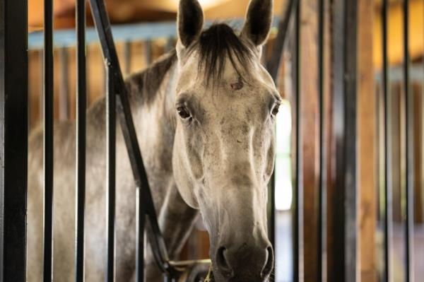 The horse farm has a storied history