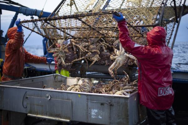 THE DEADLIEST CATCH, hauling crab on the boat the Northwestern, (Season 11, 2015)