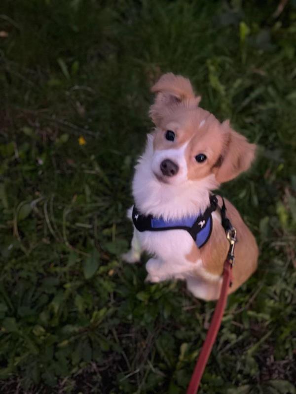 Dalton's dog Prince was identified as the pooch stabbed to death at the park.