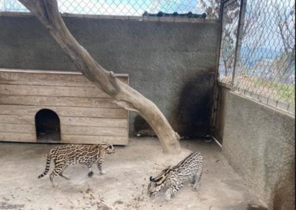 Inside jail wher<em></em>e inmates had co<em></em>ntrol for so long they built a zoo and creche
