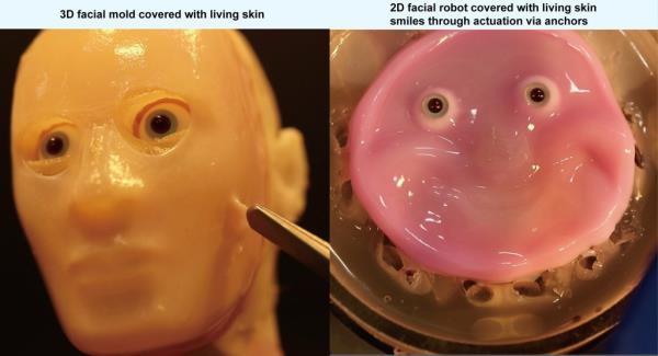 The skin was grown in a lab at the University of Tokyo.