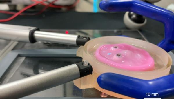 The skin has a layer for dermal cells topped by epidermal cells.