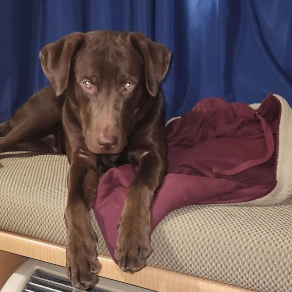 Freddy, Robert Schock's dog, lying safely on a blanket after being found by the Whatcom Humane Society in Washington