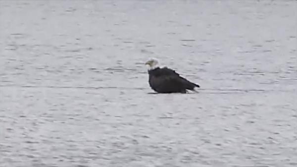 The bald eagle sitting in the reservoir.