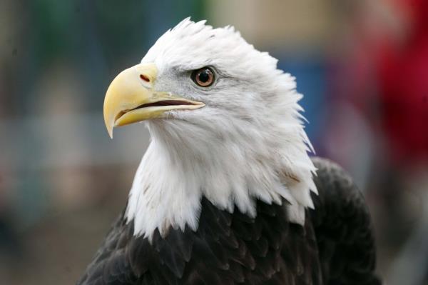 A close-up of a bald eagle in Central Park.