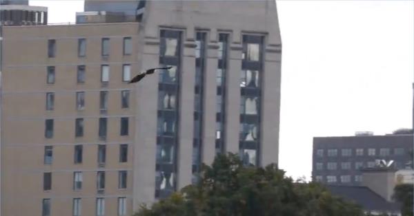 The bald eagle flying away.