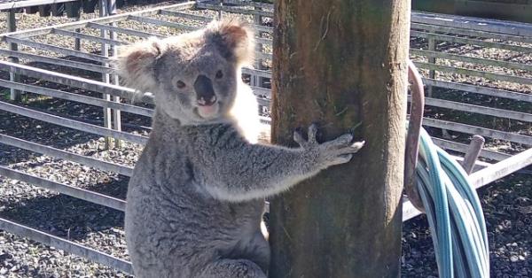 Claude ?the leaf thief? has found the best all-you-can-eat buffet a koala could hope for ? and he hasn?t held back.For weeks now, this large male koala has been raiding Eastern Forest Nursery in South Gundurimba in the New South Wales Northern Rivers region.Nursery owner Humphrey Herington named the gum gourmand ?Claude? because of his large claws.?Claude has eaten thousands of seedlings. He?s tucked into every type of koala food tree we grow here. Clearly Claude thinks this is a restaurant but if that was the case his bill would be a<em></em>bout $6,000 by now,? Mr Herington said.?I put a towel around him and moved him a few hundred metres down the road to a big tree at my neighbour?s place. He was pretty stroppy when I picked him up. Two days later Claude was back and he?s been hanging around getting into the seedlings every night,? he said.Eastern Forest Nursery supplies seedlings for koala habitat restoration projects by Bangalow Koalas and the World Wide Fund for Nature-Australia.?These seedlings are well watered and fertilised and are top shelf food for a koala. Claude has developed champagne tastes and with his what-are-you-looking-at attitude has decided he is not to be denied,? said Tanya Pritchard, Senior Manager Koala Recovery, WWF-Australia.Mr Herington said as soon as seedlings are planted in the region koalas are eating them.?This behaviour shows that we need to scale up our work which we?re doing through Koala Friendly Carbon. We?re planting thousands of trees and hopefully the koalas can wait for them to grow a bit before co<em></em>nsuming them,? Ms Pritchard said.In the meantime, Mr Herington has some bad news for Claude.?I?m sorry Claude but the party?s over. You are eating me out of house and home so I?ve started work on a fence to keep you out. It?s back to normal tucker for you,? Mr Herington said.