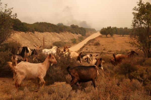 A herd of goats graze in a field covered with smoke, during a wildfire near the city of Alexandroupolis, Thrace, northern Greece,