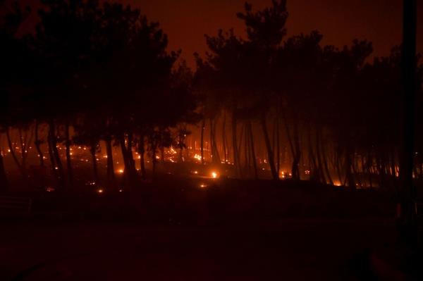 Fire burns trees during a wildfire, in Palagia village, Alexandroupolis, Thrace, northern Greece.