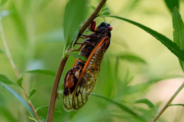 Female periodical cicada infected with Massospora cicadina fungus on a branch at Morton Arboretum, leading to unusual hypersexual behavior