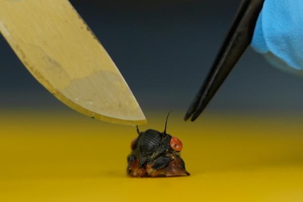 Close-up of a cicada head on a table separated by mycology professor due to infection by a unique fungus creating 'zombie' behavior