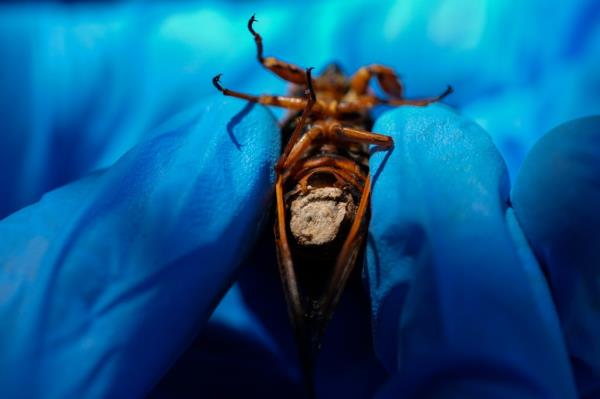 Mycology professor Matt Kasson holding a periodical cicada infected with Massospora cicadina fungus at Morton Arboretum