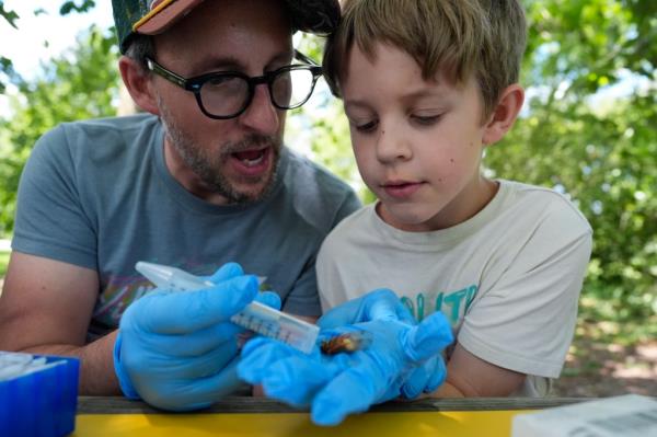 Professor Matt Kasson and his son Oliver examining an infected cicada at Morton Arboretum, Lisle, Illinois