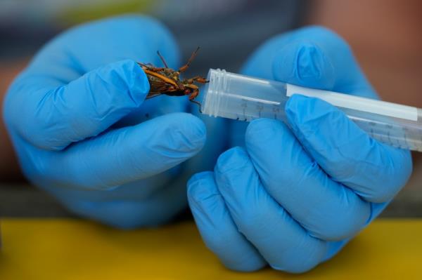 Mycology professor Matt Kasson preparing to process a live cicada infected with Massospora cicadina fungus at Morton Arboretum