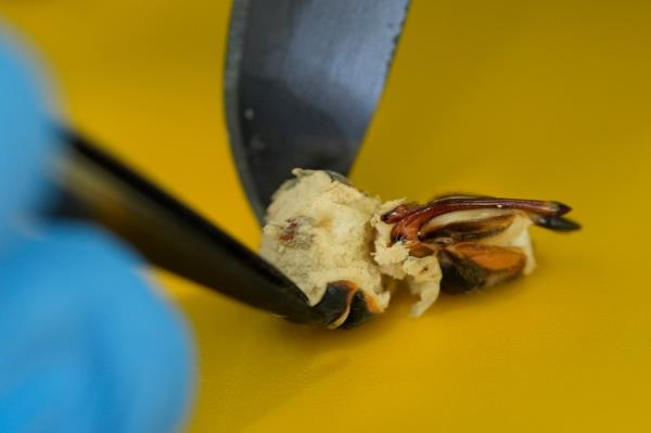 Mycology professor Matt Kasson dissecting fungal tissue from abdomen of a cicada infected with Massospora cicadina fungus, with view of white and flaky fungus
