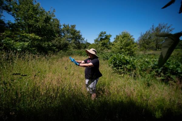 Research assistant Angie Macias searching for periodical cicadas infected with the Massospora cicadina fungus in a field at Morton Arboretum, Lisle, Ill