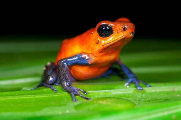 Frogs' ancient ancestors co<em></em>ntain tiny traces of the ginger pigment