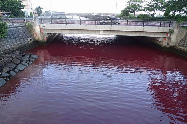 Residents in the city of Nago, Japan, woke up to find the water of a port area a “gruesome” shade of red.</p>

<p>　　