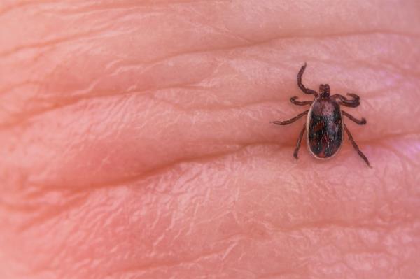 Five cases of the deadly disease -- caused by bites from infected ticks -- have been reported since July in Southern California. 