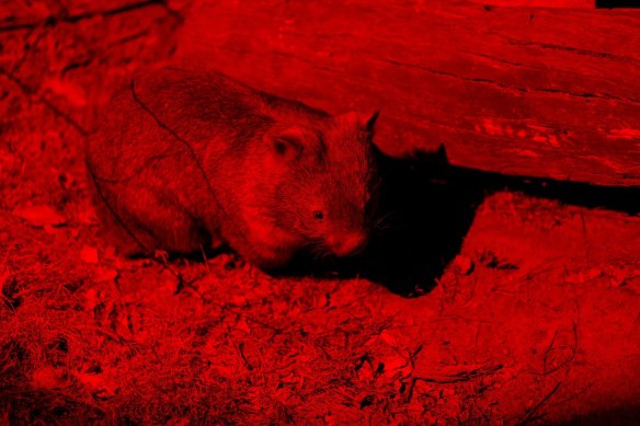 A wombat goes a<em></em>bout its business while viewed with night vision equipment as part of Nocturnal at Lone Pine Koala Sanctuary.