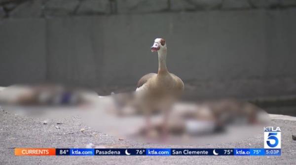An Egyptian goose stands over a sick duck