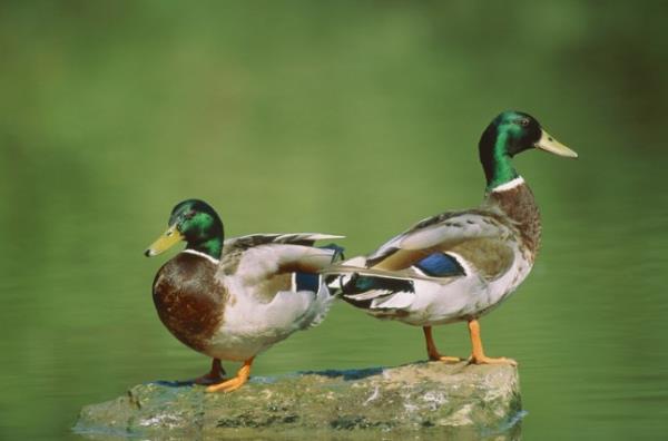 Dozens of ducks in a city centre park have died