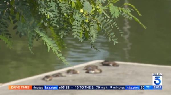 Dozens of ducks have now died in the Hollenbeck Park lake