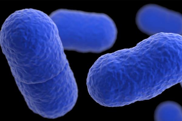 This illustration, of an artistic recreation that was ba<em></em>sed upon scanning electron microscopic (SEM) imagery, depicts a three-dimensio<em></em>nal (3D), computer-generated image of a grouping of Listeria mo<em></em>nocytogenes bacteria.