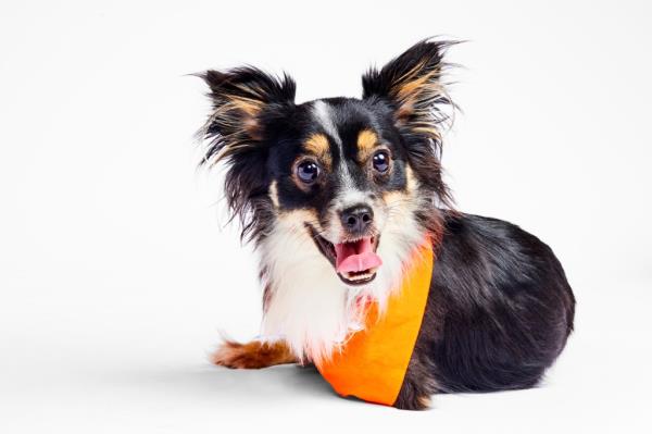 Everything you need to know a<em></em>bout Puppy Bowl 2024