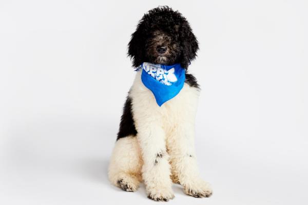 How to watch Puppy Bowl 2024