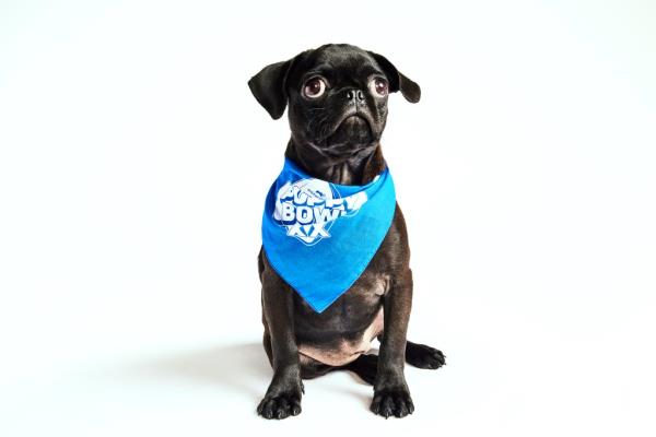 How to watch Puppy Bowl 2024