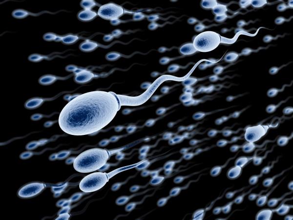 Swimming spermatozoa 