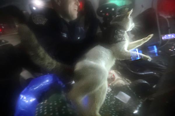 Cat being rescued by cop.