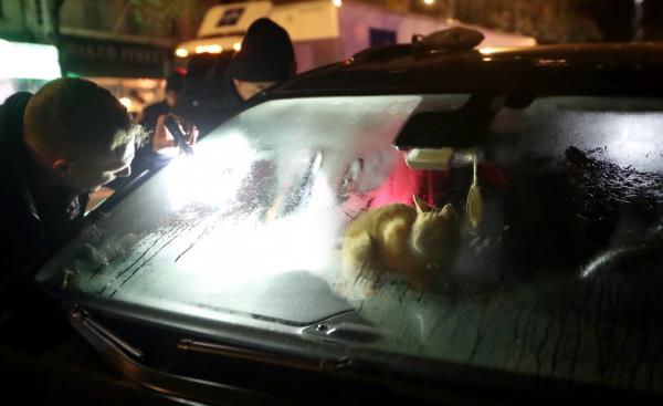 The cats can be seen looking out at the cops.