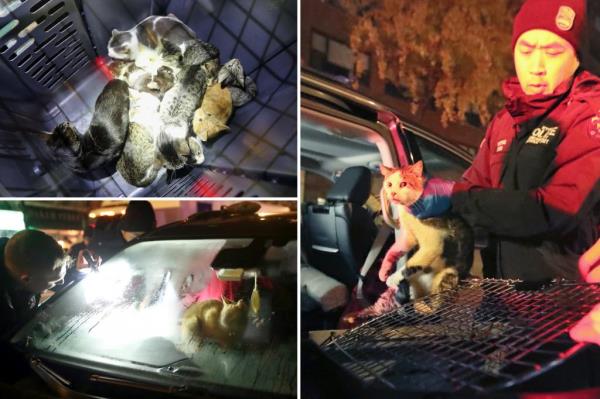 Cats crowd into a crate in a van.