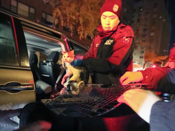 Cat rescued from van.