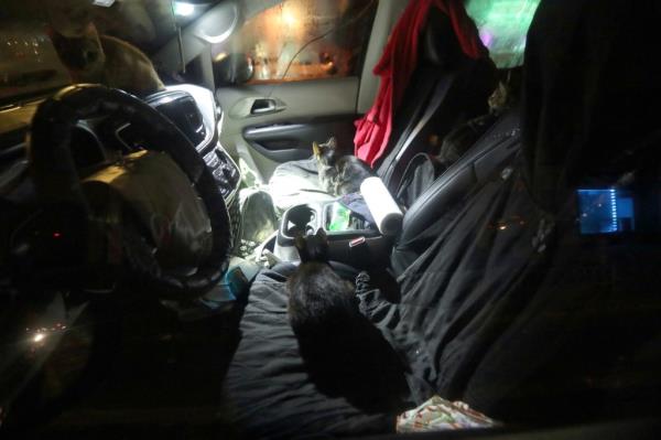 Cats lounging in the van.