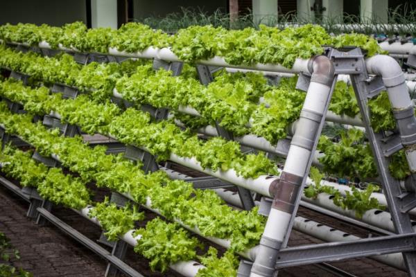 By using vertical layers or stacked towers, farmers can significantly increase their growing space and scale efficiently while co<em></em>nserving up to 95% of the water used in traditio<em></em>nal farming methods. Photo: Collected